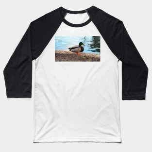 Male Mallard Duck Standing By The Pond Baseball T-Shirt